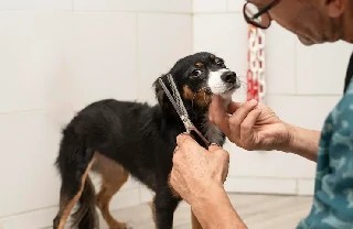 Curso Online Banho e Tosa