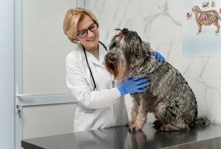 Curso gratuito de Básico em Agente de Apoio de Zoonoses