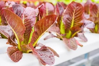 Curso Online Básico em Aquaponia