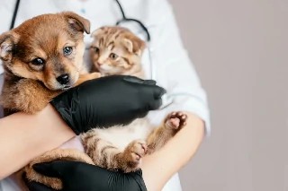 Curso gratuito de Básico em Neurologia para Cães e Gatos