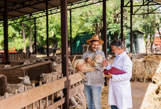 Curso gratuito de Inspeção de Produtos de Origem Animal