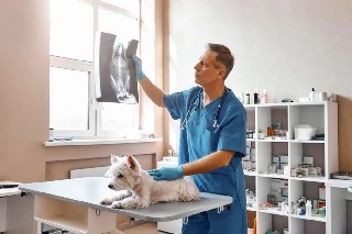 Curso gratuito de Introdução à Radiologia Veterinária